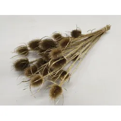 CHARDON THISTLE GOLD 1/2 BOPP/kraft Small packaging