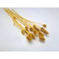 CARDONE MOUTARDE 10PCS