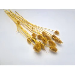 CARDONE MOUTARDE 10PCS