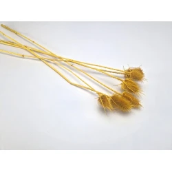 CHARDON THISTLE MUSTARD 5PCS BOPP/kraft Small packaging