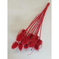 KARDOEN DISTEL ROOD 1/2 BOPP/kraft hobbyverpakking