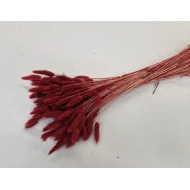 LAGURUS OVATUS BORDEAUX +/-100GR