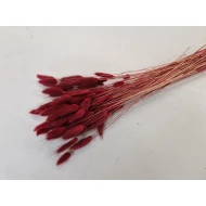 LAGURUS OVATUS BURGUNDY +/-50GR BOPP/kraft Small packaging