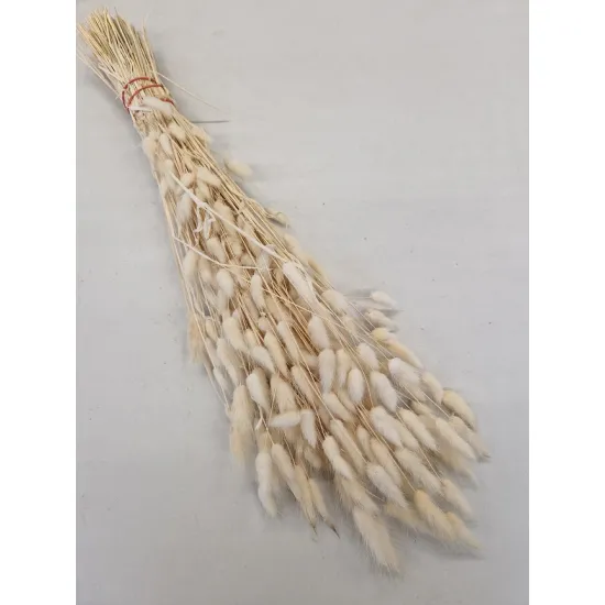 LAGURUS OVATUS CREME +/-100GR BOPP/kraft
