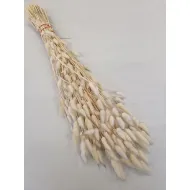 LAGURUS OVATUS CREAM +/-50GR BOPP/kraft Small packaging