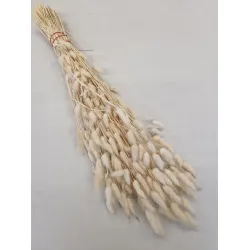 LAGURUS OVATUS CREAM +/-50GR BOPP/kraft Small packaging