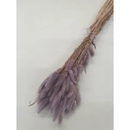 LAGURUS OVATUS LILA FONCE +/-50GR BOPP/kraft emballage hobby