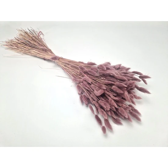 LAGURUS OVATUS ELDERBERRY +/-100GR BOPP/kraft hobbyverpakking