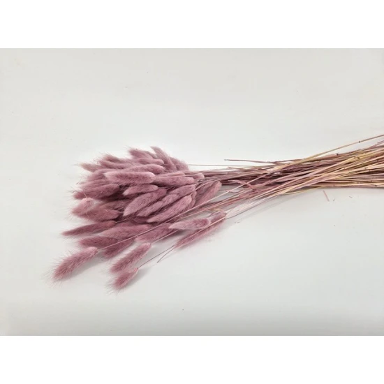 LAGURUS OVATUS ELDERBERRY +/-50GR BOPP/kraft hobbyverpakking