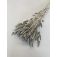 LAGURUS OVATUS KHAKI +/-100GR BOPP/kraft Small packaging