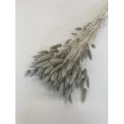 LAGURUS OVATUS KHAKI +/-50GR BOPP/kraft Small packaging