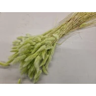 LAGURUS OVATUS VERT CLAIR +/-100GR BOPP/kraft emballage hobby