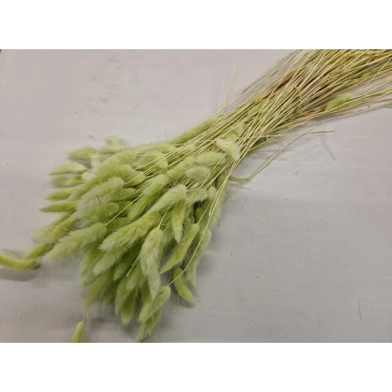 LAGURUS OVATUS LICHTGROEN +/-100GR BOPP/kraft hobbyverpakking