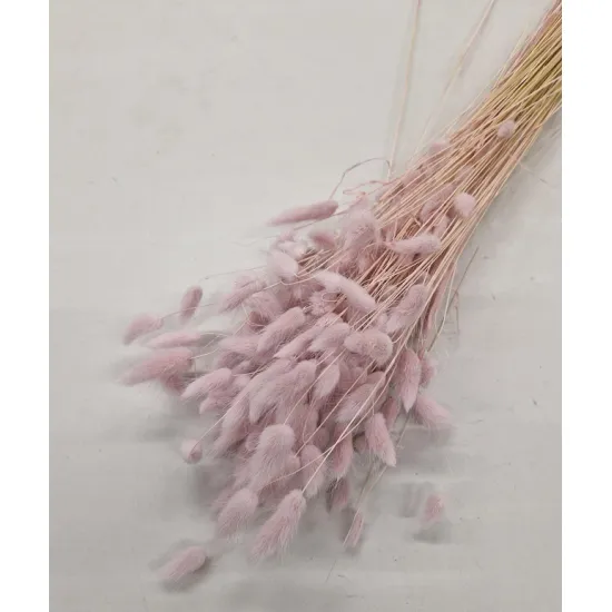 LAGURUS OVATUS LICHTROZE +/-100GR BOPP/kraft