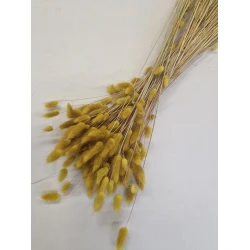 LAGURUS OVATUS MUSTARD +/-100GR BOPP/kraft Small packaging hobby