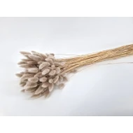 LAGURUS OVATUS MUD +/-50GR BOPP/kraft emballage hobby