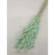 LAGURUS OVATUS MUNT +/-50GR BOPP/kraft hobbyverpakking