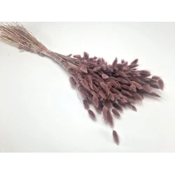 LAGURUS OVATUS MISTY PRUNE +/-100GR BOPP/kraft Small packaging