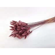 LAGURUS OVATUS MISTY PRUNE +/-50GR BOPP/kraft emballage hobby