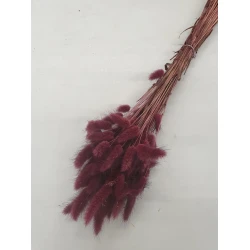 LAGURUS OVATUS PRUNE +/-50GR BOPP/kraft Small packaging