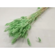 LAGURUS OVATUS PISTACHE GROEN +/-50GR BOPP/kraft hobbyverpakking