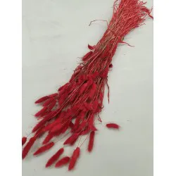 LAGURUS OVATUS ROUGE +/-100GR