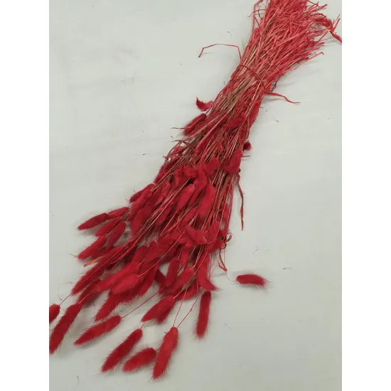 LAGURUS OVATUS ROUGE +/-100GR