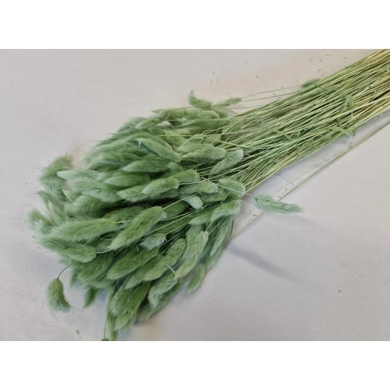 LAGURUS OVATUS TITANITE GREEN +/-100GR BOPP/kraft Small packaging