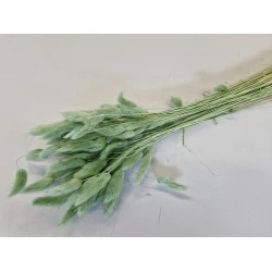 LAGURUS OVATUS TITANITE GREEN +/-50GR BOPP/kraft Small packaging