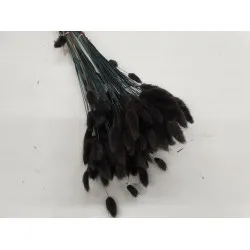 LAGURUS OVATUS NOIR +/-100GR