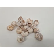 LAND SNAILS SMALL FROSTED WHITE +/-250GR