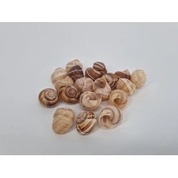 ESCARGOTS PETITS NATUREL +/-250GR
