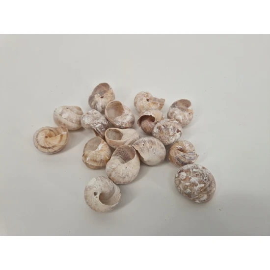 LAND SNAILS SMALL WHITE WASH