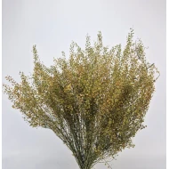 LEPIDIUM ATRAXA NATUREL BOPP/kraft hobbyverpakking