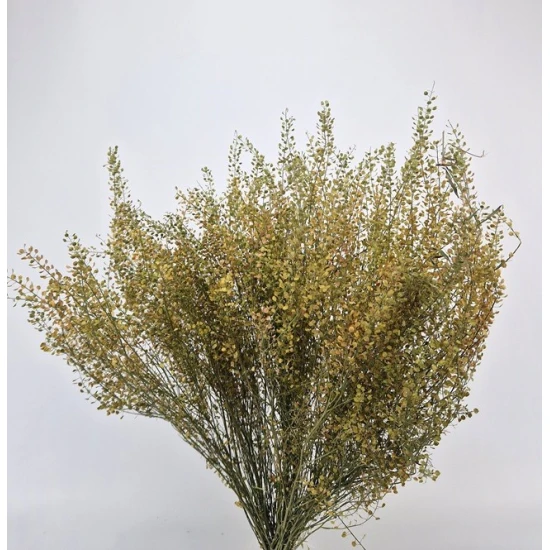 LEPIDIUM ATRAXA NATUREL BOPP/kraft