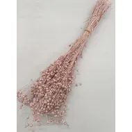 LINUM (FLAX) PEARL PINK +/-50GR BOPP/kraft Small packaging