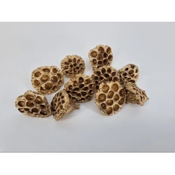 LOTUS MEDIUM GOUD 10ST