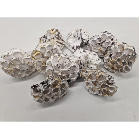 LOTUS MEDIUM WHITE WASH / TOUCH OF GOLD 50PCS
