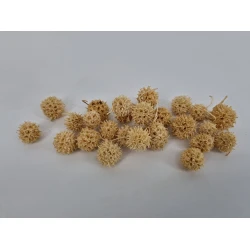 LIQUIDAMBAR (AMBERBAUM) BLANCHI +/-150GR