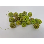 LIQUIDAMBAR (AMBERBAUM) LIME GREEN +/-150GR