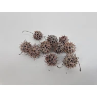 LIQUIDAMBAR (AMBERBAUM) WHITE WASH +/-150GR