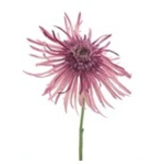 MUM SPRAY ROSE 61CM