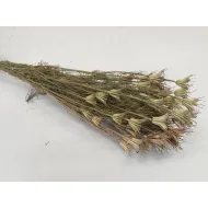 NIGELLA ORIENTALIS NATUREL 1/2 BOPP/kraft hobbyverpakking