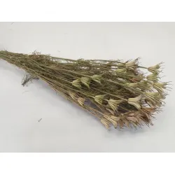 NIGELLA ORIENTALIS NATUREL 1/2 BOPP/kraft hobbyverpakking