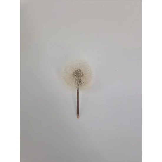 PAARDENBLOEM - DANDELION 3.5-4.5CM NATUREL 1ST