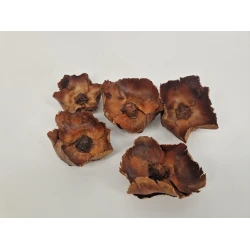 PALM CUP NATUREL 5ST