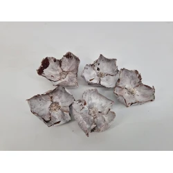 PALM CUP WHITE WASH 15PCS