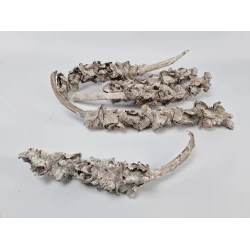 PALM FEMALE (PHOENIX DACTYLIFERA) 25-40CM WHITE WASH 5PCS