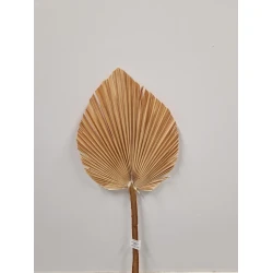 PALM KING SPEAR +/-100CM BLEACHED BOPP/kraft Small packaging