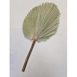 PALM KING SPEAR +/-60CM NATUREL